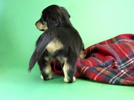 カニヘンダックス 仔犬 ブラック&クリーム男の子 カニヘンダックス 仔犬 ブラック&クリーム男の子