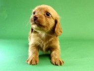 カニンヘン ダックスフンド ゴールド女の子