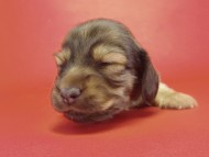カニンヘン ダックスフンド ティアラの赤ちゃん 10/11生まれ