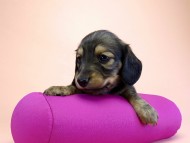 カニンヘン ダックスフンド 子犬 シェーデットクリーム 女の子