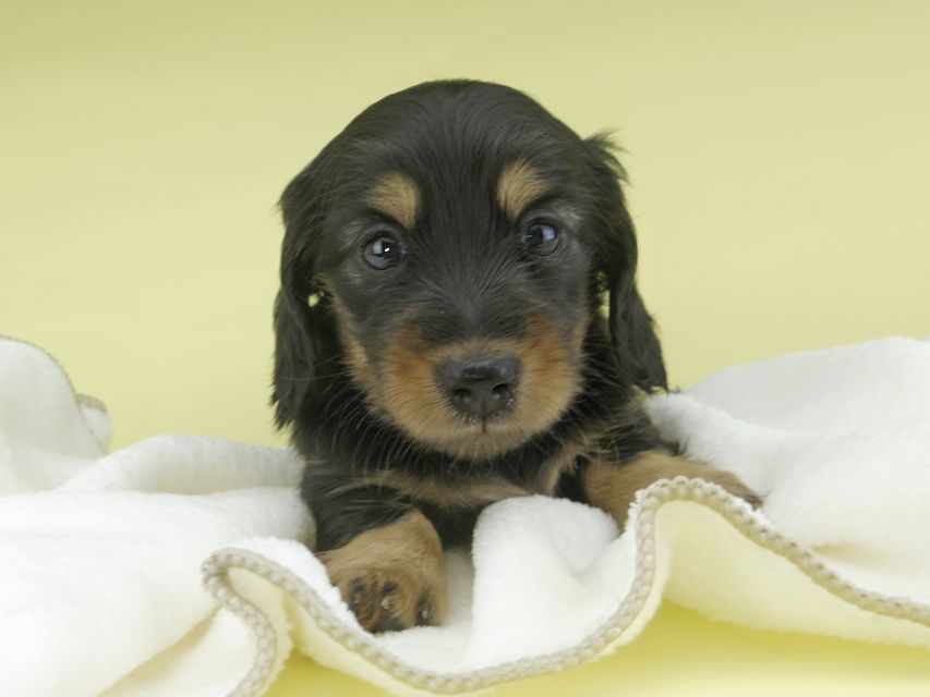 カニンヘンダックスフンド ナンシーcs & ナイトの子犬 ブラタン 女の子（1）