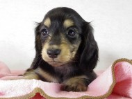 カニンヘン　子犬　ブラクリ女の子　シェリちゃん