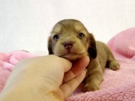 カニンヘン ダックスフンド クリーム女の子 カニンヘン ダックスフンド クリーム女の子