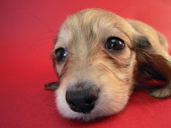 カニヘン　子犬　シェーデットクリーム女の子