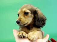 カニンヘンダックス 子犬 シェーデットクリーム女の子 カニンヘンダックス 子犬 シェーデットクリーム女の子