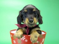 カニンヘンダックス　子犬　ブラックタン女の子