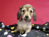 カニヘン ダックスフンド 子犬 シェーデットクリーム男の子