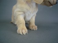 カニヘン　仔犬　ピュアクリーム女の子