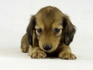 カニヘンダックス　シェーデットクリーム男の子