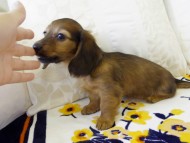 カニヘンダックス シェーデットレット 女の子 カニヘンダックス シェーデットレット 女の子