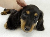 カニンヘンダックス　子犬　ブラックタン男の子