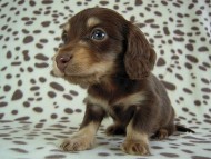 カニヘン　子犬　チョコクリ女の子　愛知県・Ｏ様