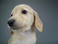 カニヘン　仔犬　ピュアクリーム女の子