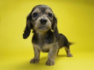 カニンヘン ダックスフンド 子犬 シェーデットクリーム 女の子