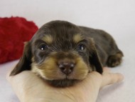 カニヘン　子犬　チョコクリ女の子