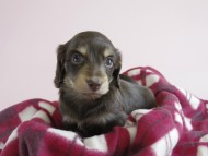 カニヘン　子犬　チョコクリ　女の子