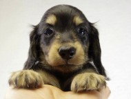 カニンヘン　子犬　ブラクリ女の子　シェリちゃん