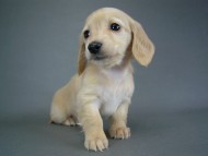 カニヘン　仔犬　ピュアクリーム女の子