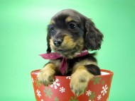 カニンヘンダックス　子犬　ブラックタン女の子