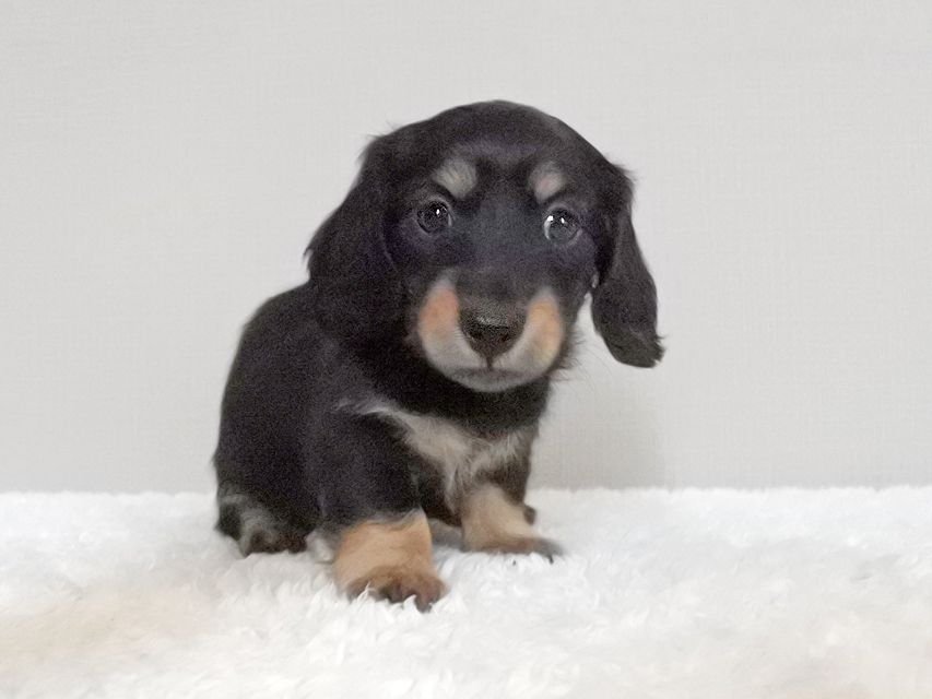 カニンヘンダックスフンド ナンシーcs & ナイトの子犬 ブラタン 女の子(2)147 カニンヘンダックスフンド ナンシーcs & ナイトの子犬 ブラタン 女の子(2)