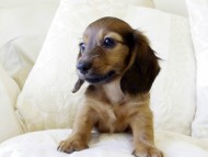 カニヘンダックス　シェーデットレット　女の子