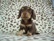 カニヘン 子犬 チョコクリ女の子 愛知県・O様 カニヘン 子犬 チョコクリ女の子 愛知県・O様