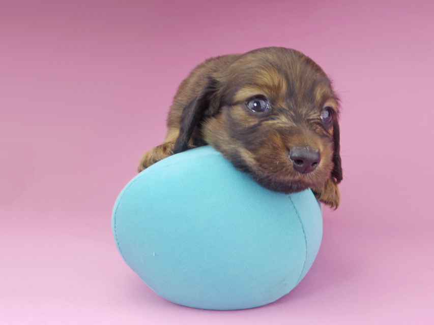 カニンヘンダックスフンド スワン & ジムダンディの子犬 レッド 男の子148 カニンヘンダックスフンド スワン & ジムダンディの子犬 レッド 男の子