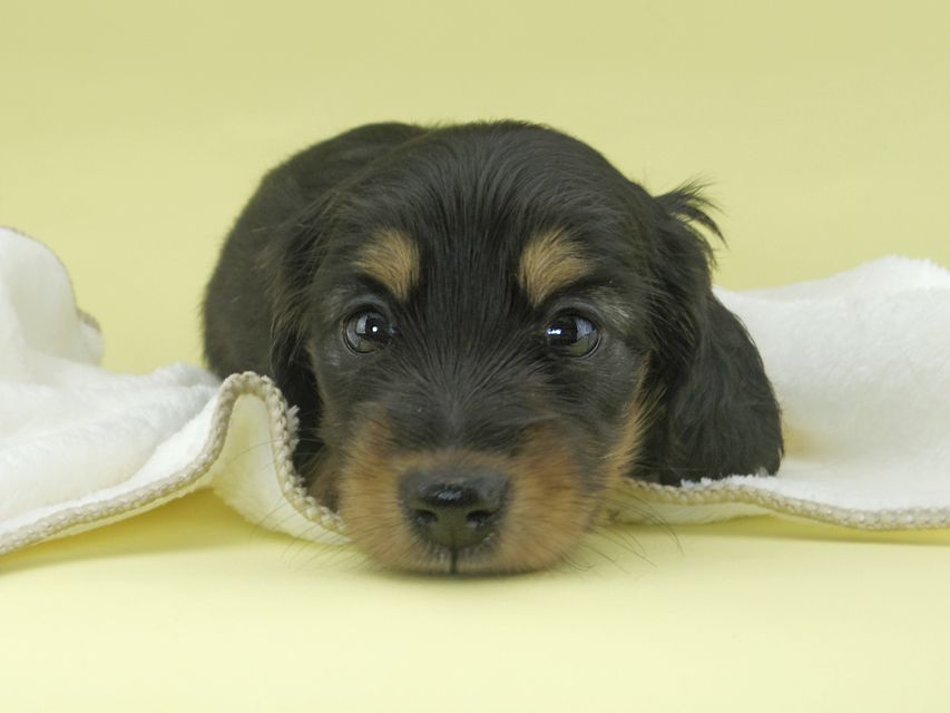 カニンヘンダックスフンド ナンシーcs & ナイトの子犬 ブラタン 女の子（1）