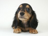 カニヘン　子犬　ブラタン女の子