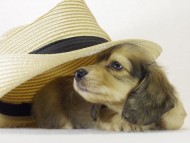 ミニチュアダックス・シャーディーの子犬 シェーデットクリーム女の子 あんずちゃん 東京都小金井市・H様 ミニチュアダックス・シャーディーの子犬 シェーデットクリーム女の子 あんずちゃん 東京都小金井市・H様