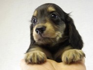 カニンヘン　子犬　ブラクリ女の子　シェリちゃん