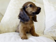 カニヘンダックス シェーデットレット 女の子 カニヘンダックス シェーデットレット 女の子