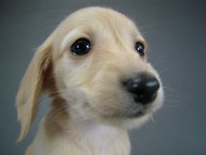 カニヘン　仔犬　ピュアクリーム女の子