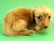 カニンヘン ダックスフンド ゴールド女の子