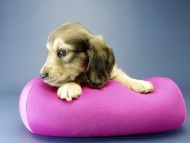 カニンヘン ダックスフンド 子犬 シェーデットクリーム 女の子