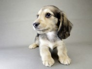 カニンヘン ダックスフンド 子犬 シェーデットクリーム 女の子 カニンヘン ダックスフンド 子犬 シェーデットクリーム 女の子