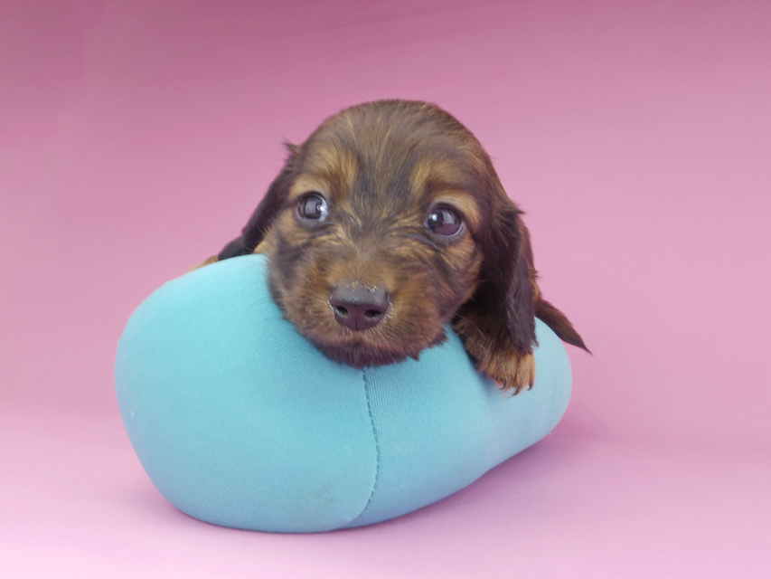 カニンヘンダックスフンド スワン & ジムダンディの子犬 レッド 男の子149 カニンヘンダックスフンド スワン & ジムダンディの子犬 レッド 男の子