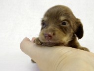 カニンヘン ダックスフンド　チョコクリーム女の子