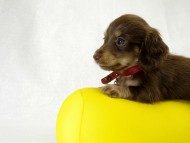 カニヘン 仔犬 チョコクリーム女の子 カニヘン 仔犬 チョコクリーム女の子