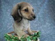 カニヘン　子犬　シェーデットクリーム女の子　石川県・Ｎ様