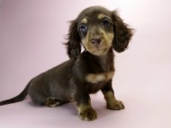 カニンヘン ダックスフンド 子犬 チョコ＆クリーム 男の子