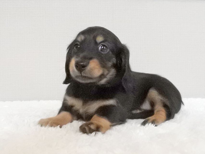 カニンヘンダックスフンド ナンシーcs & ナイトの子犬 ブラタン 女の子(2)150 カニンヘンダックスフンド ナンシーcs & ナイトの子犬 ブラタン 女の子(2)