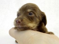 カニンヘン ダックスフンド　チョコクリーム女の子