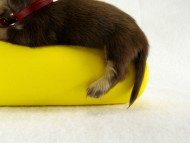 カニヘン 仔犬 チョコクリーム女の子 カニヘン 仔犬 チョコクリーム女の子