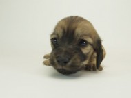 9シャーロットＳクリーム女の子10