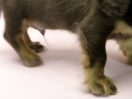 カニンヘン ダックスフンド 子犬 チョコ＆クリーム 男の子