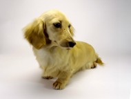 カニンヘンダックスフンド シェーデットクリーム女の子 メロディー カニンヘンダックスフンド シェーデットクリーム女の子 メロディー