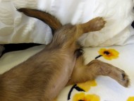 カニヘンダックス　シェーデットレット　女の子