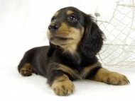 カニンヘンダックス　子犬　ブラックタン男の子