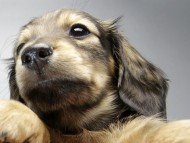 カニンヘン ダックスフンド 子犬 シェーデットクリーム 女の子